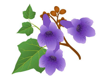 Paulownia flowers with leaves and buds isolated on white background.のイラスト素材