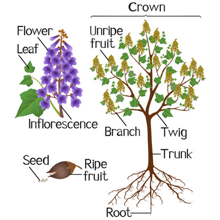 Parts of paulownia plant isolated on a white background.のイラスト素材