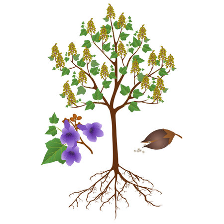Paulownia tree with fruits and flowers on a white background.のイラスト素材