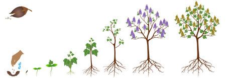 Cycle of growth of a paulownia plant on a white background.のイラスト素材