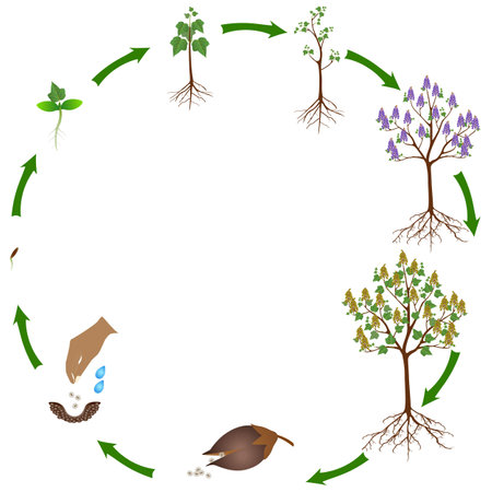 Life cycle of a paulownia plant on a white background.のイラスト素材