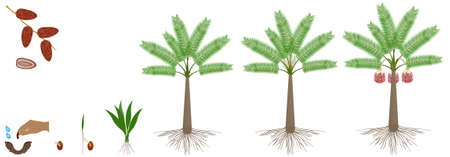 Cycle of growth of date palm tree on a white background.のイラスト素材