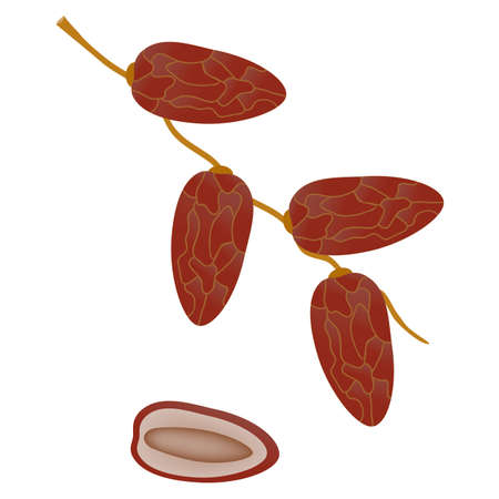 Dates fruit on a branch isolated on white background.のイラスト素材