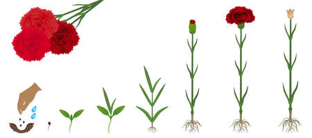 Cycle of growth of a carnation flowers isolated on a white background.のイラスト素材