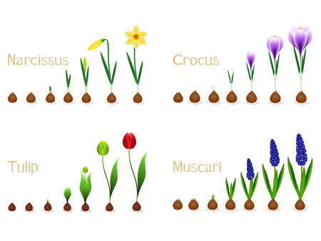 Set of growth cycles of spring flowers on a white background.のイラスト素材