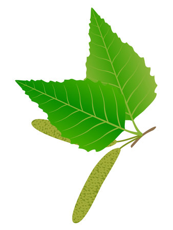 Green birch bud and leaves isolated on a white background.のイラスト素材