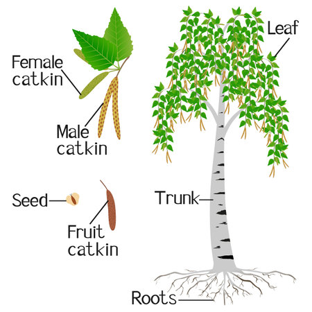 Parts of birch tree isolated on a white backgroundのイラスト素材