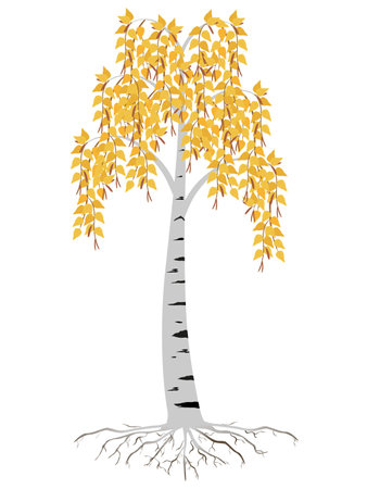 Autumn birch tree with roots on a white background.のイラスト素材