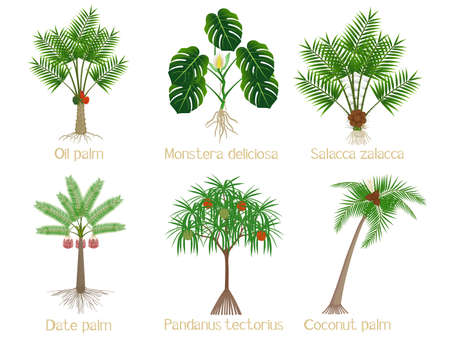 Set of palm trees with roots on a white background.のイラスト素材