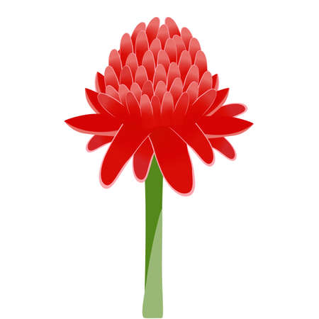 Etlingera elatior, red torch ginger flower isolated on white background.のイラスト素材
