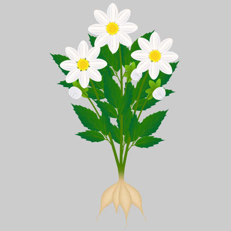 White dahlias with roots on a white background.のイラスト素材