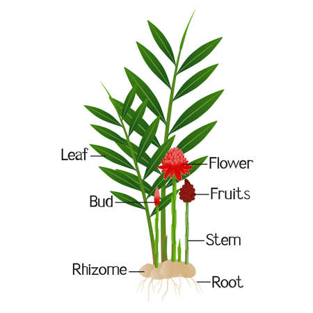 Parts of etlingera elatior, red torch ginger flower isolated on a white.のイラスト素材