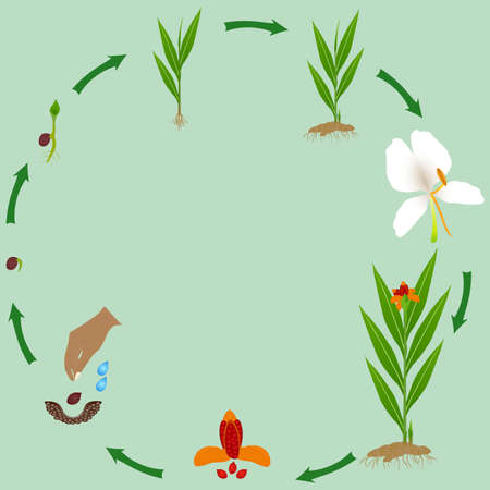 Life cycle of hedychium coronarium ginger plant plant on a white background.のイラスト素材