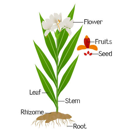 Parts of hedychium coronarium ginger plant isolated on a white.のイラスト素材