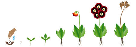 Cycle of growth of primula auricula plant on a white background.のイラスト素材