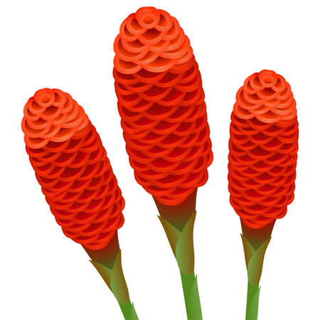 Zingiber spectabile, ginger flowers on a white background.のイラスト素材