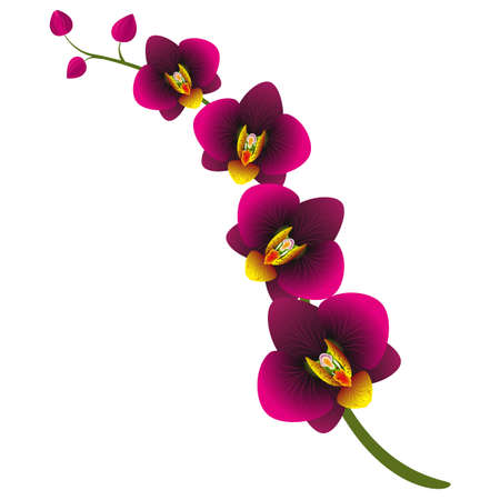 The branch of orchids.のイラスト素材