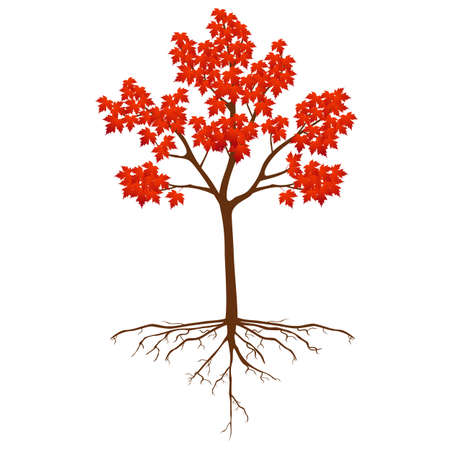 Sugar maple tree with roots on a white background.のイラスト素材