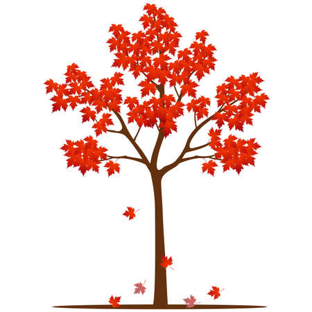 Maple tree in autumn isolated on white background.のイラスト素材