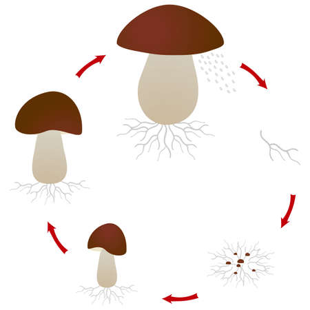 Mushroom growth cycle isolated on white background.のイラスト素材