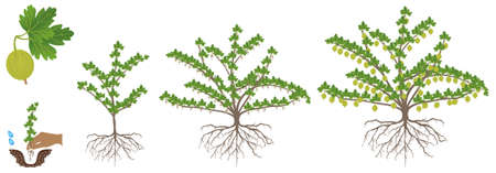 Gooseberry plant growth cycle on a white background.のイラスト素材