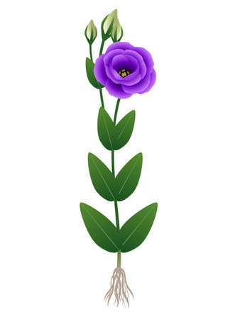 Eustoma flower with roots on a white background.のイラスト素材