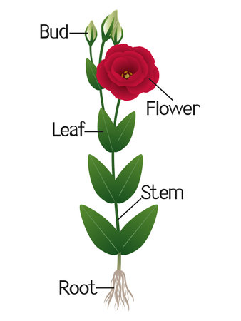 Parts of eustoma plant isolated on a white background.のイラスト素材