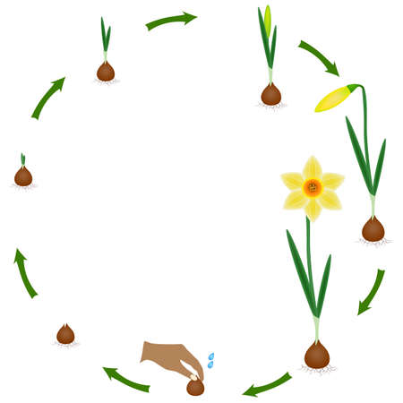 Life cycle of a narcissus plant on a white background.のイラスト素材