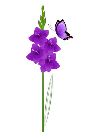 Gladiolus flowers with a butterfly on a white background.のイラスト素材
