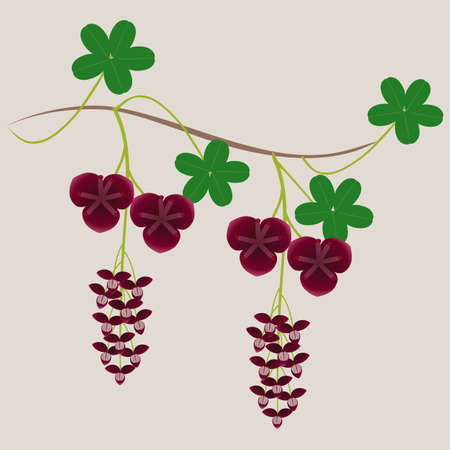 Liana akebia with flowers and leaves on a beige background.のイラスト素材