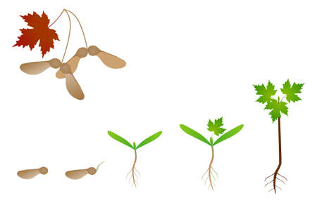 Sequence of a maple tree growing isolated on white.のイラスト素材