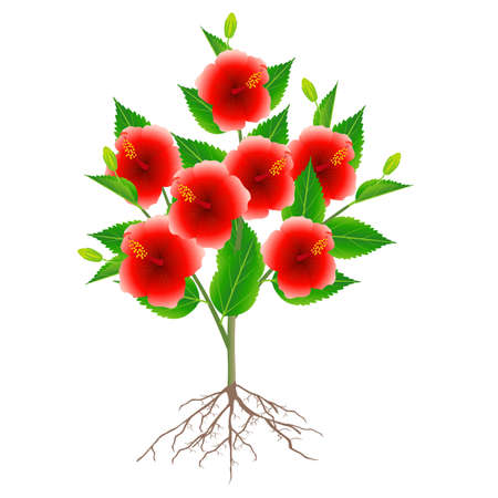 Chinese rose plant with roots isolated on white background.のイラスト素材