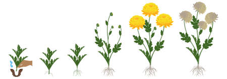 Cycle of growth of a yellow chrysanthemum flowers isolated on a white background.のイラスト素材
