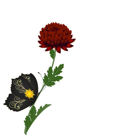 Chrysanthemum flower with butterfly on a white background.のイラスト素材