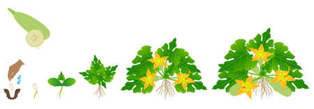 Cycle of growth of zucchini plant isolated on a white background.のイラスト素材