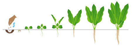 Horseradish growth cycle from seeds isolated on white background.のイラスト素材