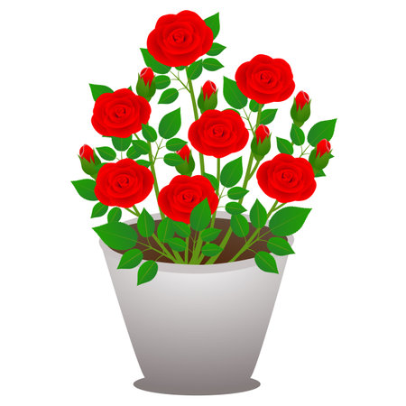 Indoor red roses in a pot on a white background.のイラスト素材