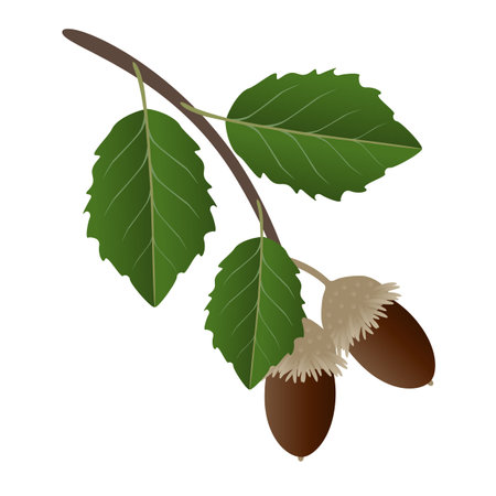A branch with acorns and cork oak leaves on a white background.のイラスト素材