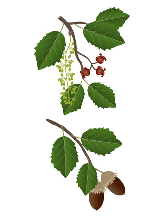Flowers and acorns of a bark oak on a white background.のイラスト素材