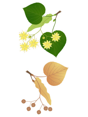 Linden branches with flowers and fruits on a white background.のイラスト素材