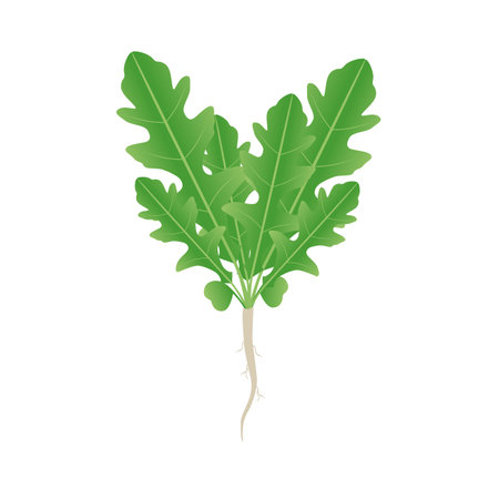 Arugula plant with roots and leaves on a white background.のイラスト素材