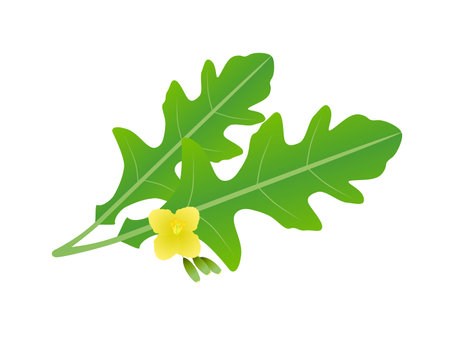 Arugula leaves with flowers on a white background.のイラスト素材