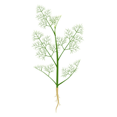 Dill plant with roots on a white background.のイラスト素材