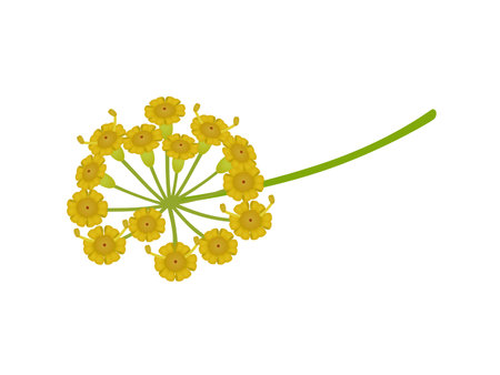 Branch with dill flowers on a white background.のイラスト素材