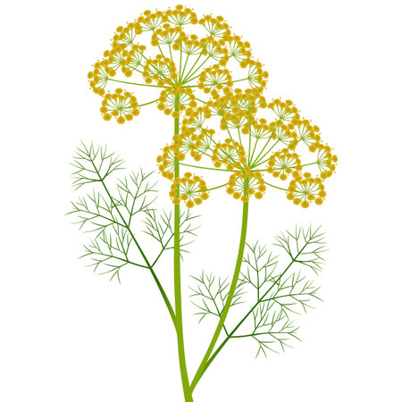 Dill inflorescence with green leaves on a white background.のイラスト素材