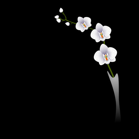 Branch of white orchids in a vase on a black background.のイラスト素材