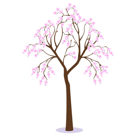 Sakura tree with pink flowers on a white background.のイラスト素材