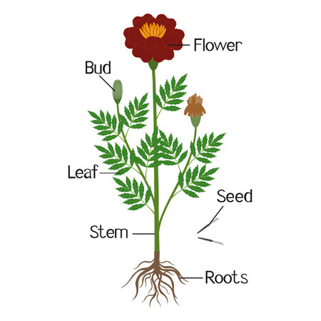 Parts of a marigold plant on a white background.のイラスト素材