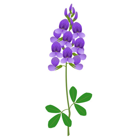 Branch with alfalfa flowers and leaves on a white background.のイラスト素材