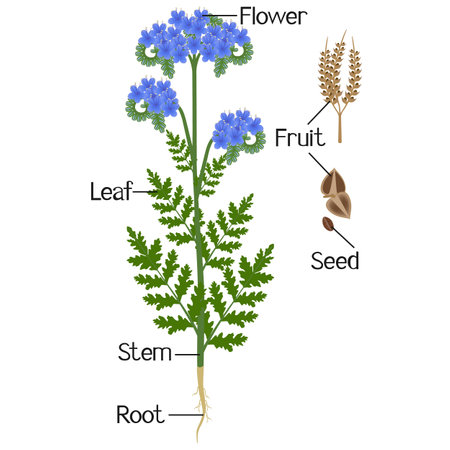 Parts of phacelia plant on a white background.のイラスト素材